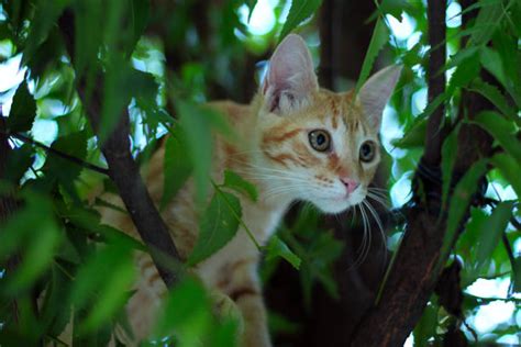 380+ Rescue Cat From Tree Stock Photos, Pictures & Royalty-Free Images ...