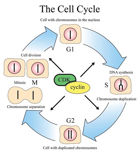 cell division (lesson 0426) - TQA explorer