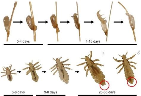 How Do You Know If Your Dog Has Chewing Lice