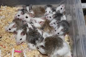 9+ African Soft Furred Rats For Sale - FlorenceHarri