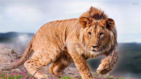 Download Animal Lion HD Wallpaper