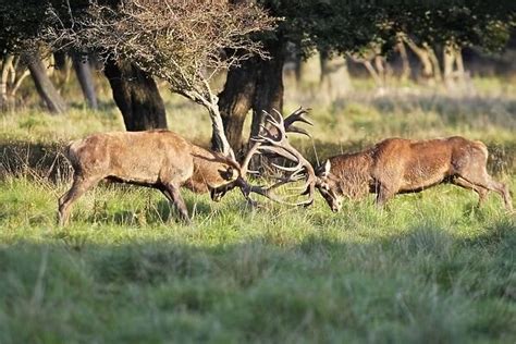 Red Deer male fighting Dyrehaven Park Copenhagen Our beautiful Wall Art and Photo Gifts include ...