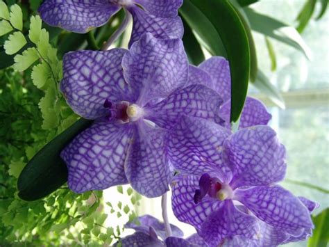 Vanda Orchid Indoor Care