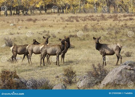 Cow Elk Herd Stock Photo - Image: 27059380