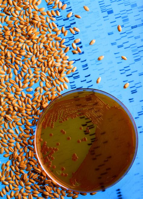 k5965-1 | Wheat seeds treated with bacteria like those colon… | Flickr