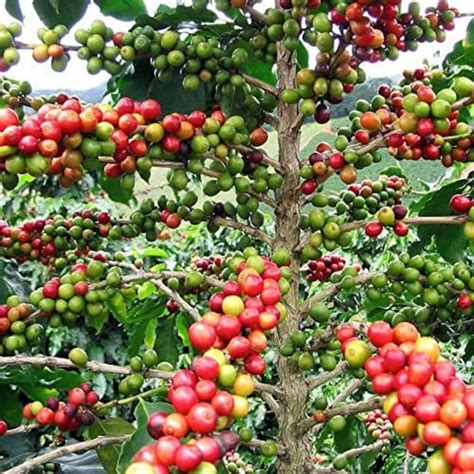 Organic Arabica Coffee Plant Seeds - Etsy