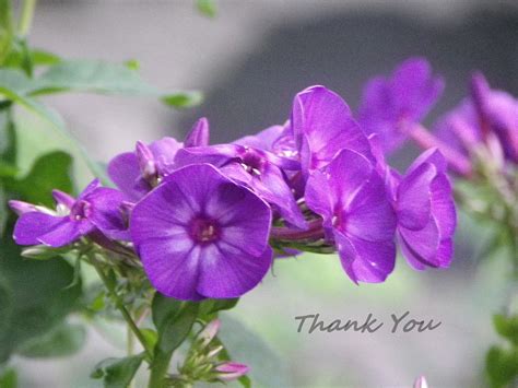 Thank You purple flowers Photograph by CS Jackson - Pixels