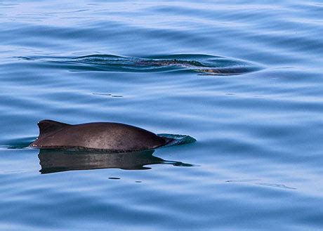 Harbor Porpoise – Oregon Conservation Strategy