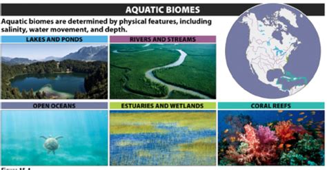 APES Aquatic Biomes/Ecosystems Flashcards | Quizlet