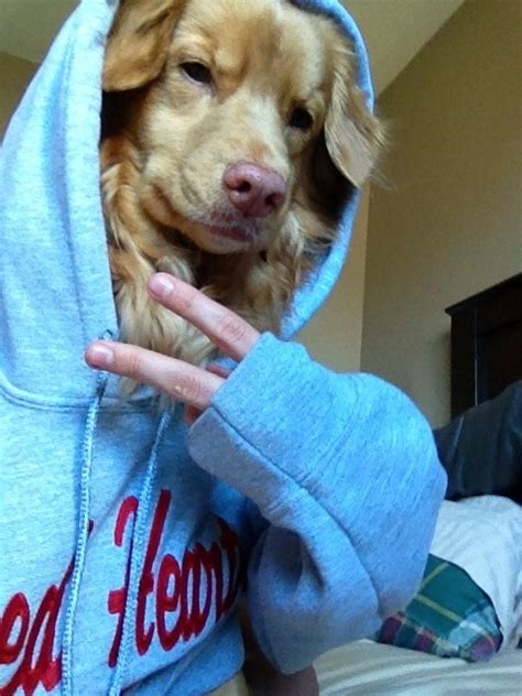 The 23 funniest pictures of animals posing for a selfie