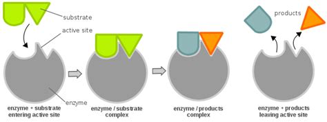 Difference Between Substrate and Product | Compare the Difference ...