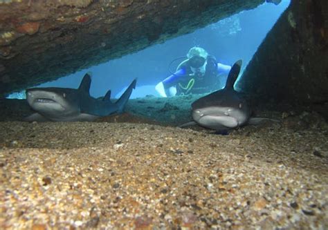 Shark Diving in Maui - Banyan Tree Divers