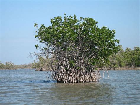 The adaptability of mangroves: A key player in unique botanical-style - Tannin Aquatics