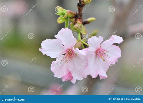 Kawazu Cherry BlossomsPrunus Lannesiana Cv. Kawazu-zakura Stock Photo - Image of romance ...