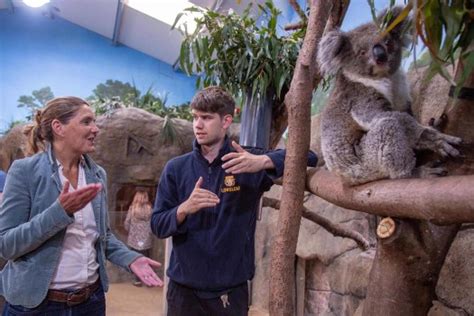 Longleat Koalas Offer Scientific Breakthrough to Save Iconic Species in the Wild