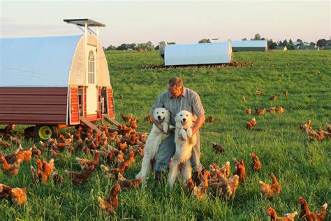 The Family Cow | Local Hens