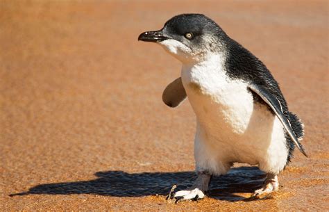 Happy Penguin Awareness Day! Don't knit them any more sweaters. - Vox