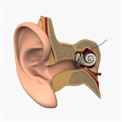 Ear Anatomy 3D Models download - Free3D