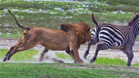 Lion chasing Zebra in an ultimate fight - YouTube