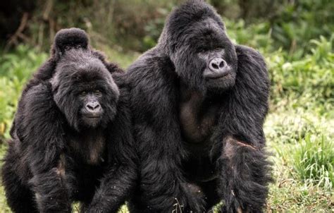 Nyakagezi gorilla family | Mgahinga Gorilla National Park