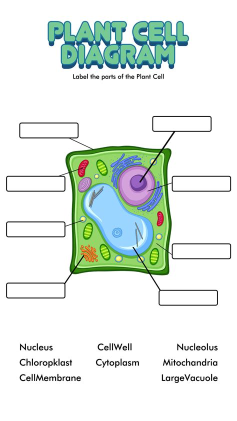 Plant And Animal Cell Work Sheet