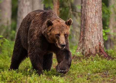 Orso bruno – Ursus arctos (Linnaeus, 1758)