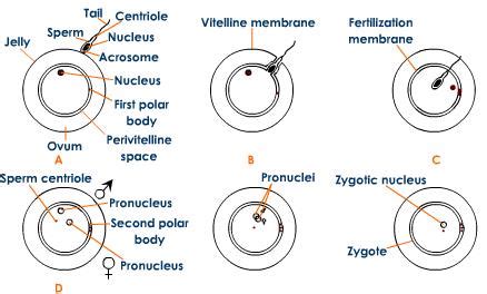 Immunology | Immune system| Immunity: Fertilization of frog eggs|Frog ...