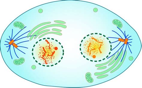 What is the Difference Between Telophase and Cytokinesis - Pediaa.Com