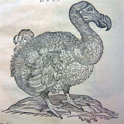 Dodo - Birds Wiki