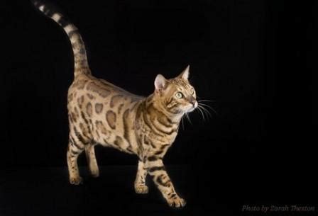 Bengal Cat Breed - Profile and Facts