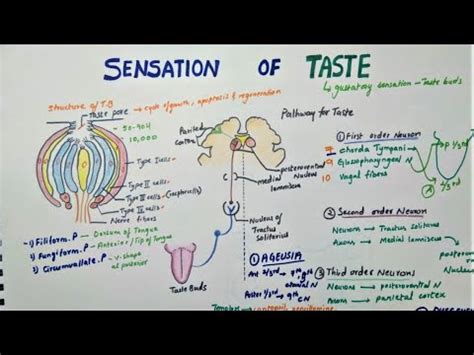 Sensation Of Taste | Taste Pathway - Physiology - YouTube