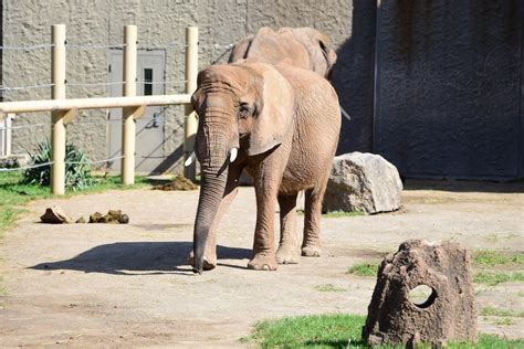 African Elephant Lilac Turns 42 | Seneca Park Zoo