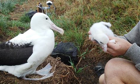 Photo of the week: Northern royal albatross and chick #RoyalCam | Conservation blog