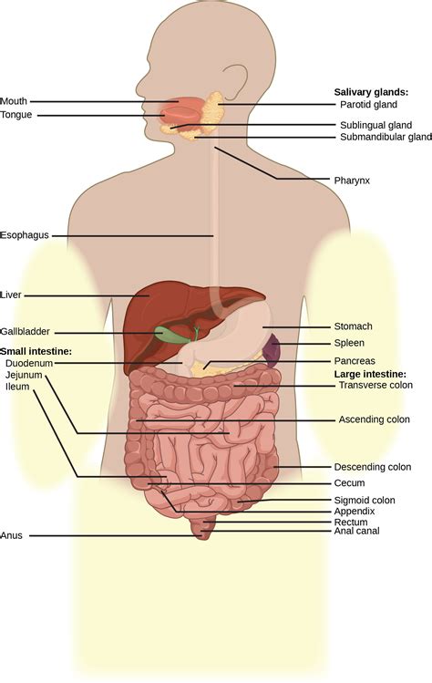 Digestive Systems | OpenStax Biology 2e