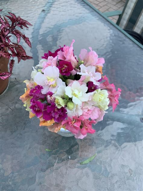 My favorite snapdragon variety freshly cut 💓 : r/flowers