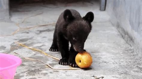 Meet A Rescued Moon Bear Cub Named Smudge Who Is Finally Free - The Dodo