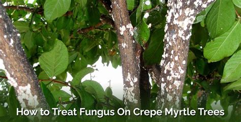 How To Treat Crepe Myrtle Fungus Problem (Prevention & Cure) - EmbraceGardening