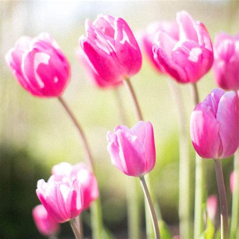 How To Care For Tulips After Blooming - Green Garden Cottage