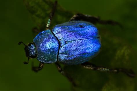 Foto Tiro macro de escarabajo azul – Imagen Insecto gratis en Unsplash