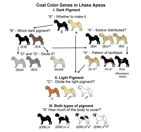 Genetic chart for coat color | Colorful coat, Dog breeding business, Lhasa