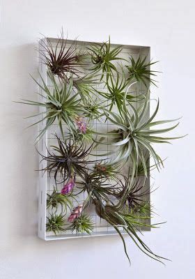 Plantas aéreas: Las mejores ideas para decorar interiores con ellas