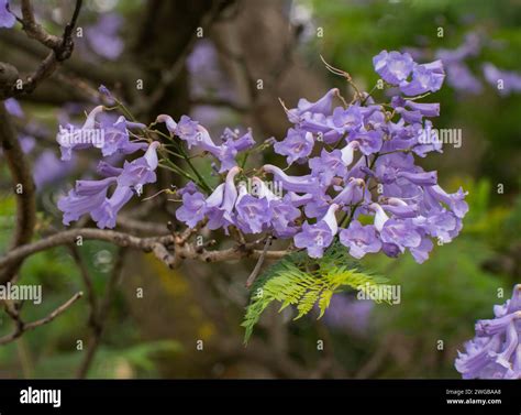 Jacaranda mimosifolia hi-res stock photography and images - Alamy