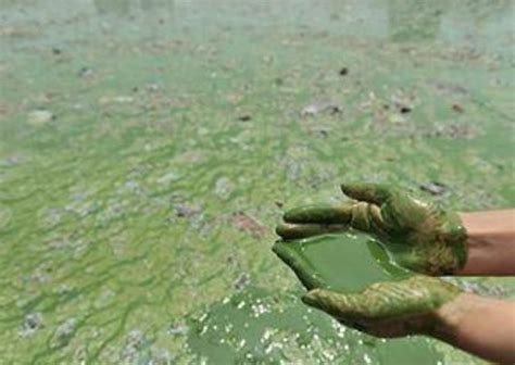 Eutrophication- Definition, Causes, Classification, Effects and FAQs on Eutrophication.