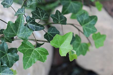 Premium Photo | Closeup of boston ivy plant