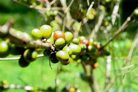 Coffee Bean Plant 12674839 Stock Photo at Vecteezy