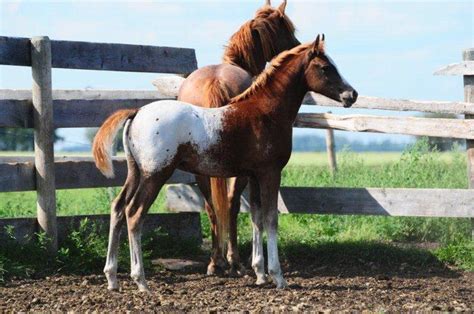 Appaloosa/Arabian cross - Page 2 | Appaloosa, Horses, Arabians