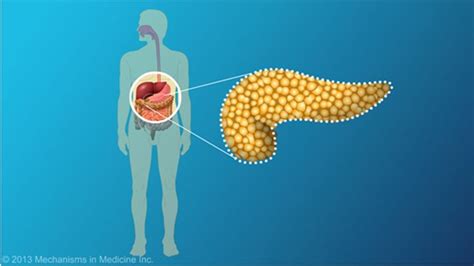 The pancreas is an important organ in the digestive system.slide show ...