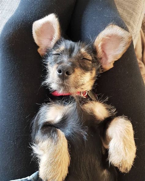 Schnauzer Dachshund Mix: The Beloved Schnekingese