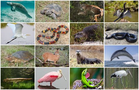 Everglades Animals Quiz - By Perspektive