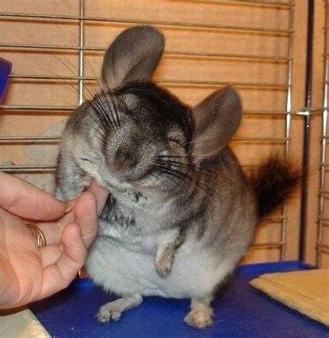 Cute Happy Chinchilla : r/AnimalsBeingHappy